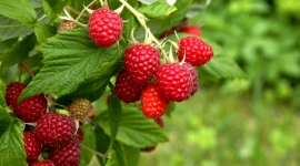 Ogłaszamy sezon na malinę! - Maliny – słodkie i pachnące słońcem owoce gorącego lata i złotej jesieni. Warto uwzględniać je w diecie, także najmłodszych. Dzięki nowej propozycji od Gerber maluszki mogą pyszne malinki już nie tylko jeść, ale też… pić na zdrowie przez cały rok!