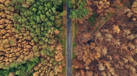 Jak podczas suszy radzą sobie drzewa? - Ostrzeżenia przed suszą w lasach przybierają ton alarmowy. Przyroda z trudem radzi sobie z brakiem deszczu. Ale ma na to swoje sposoby – jeden z nich umożliwia podnoszenie wody na dużą wysokość bez pomocy wodociągu, czy windy.